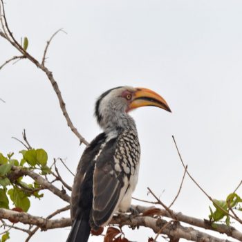 Kruger Park